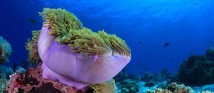 Anemone Reef Phuket Sirolodive.com