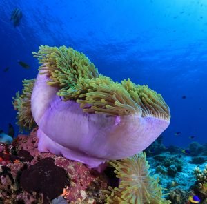 Anemone Reef Sirolodive Phuket